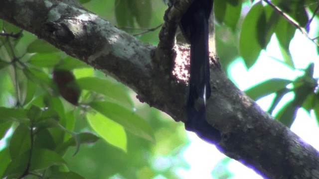 Greater Racket-tailed Drongo - ML200801571