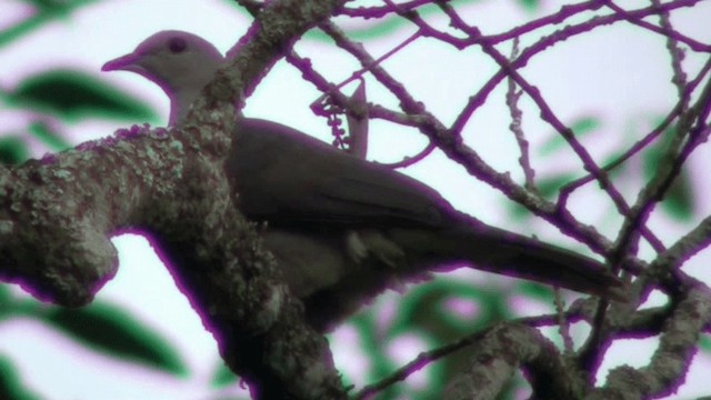 holub hnědooký - ML200801761