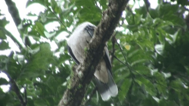 Malabar Imperial-Pigeon - ML200801801