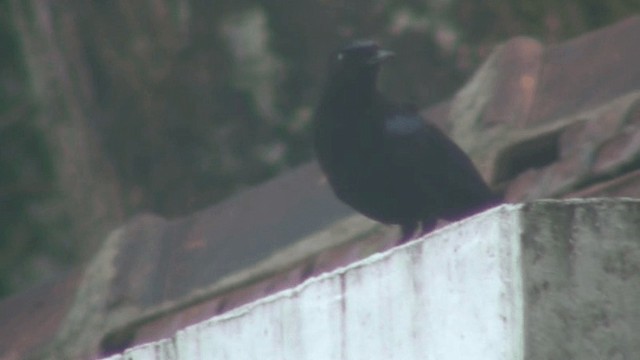 Malabar Whistling-Thrush - ML200801901