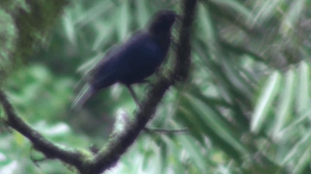 Малабарская синяя птица - ML200801961