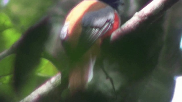 Malabar Trogon - ML200802211