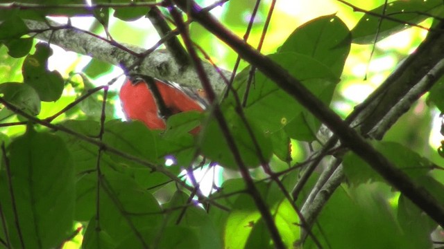 Trogon de Malabar - ML200802221