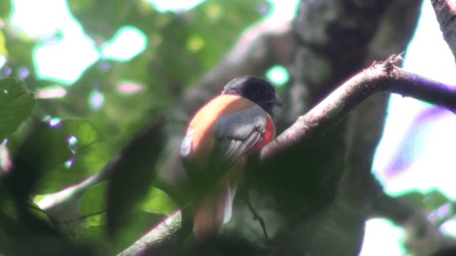 Trogon de Malabar - ML200802241