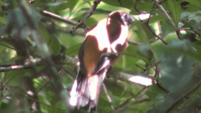 Trogon de Malabar - ML200802251