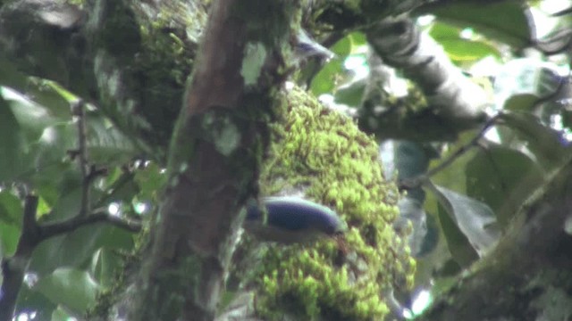 Velvet-fronted Nuthatch - ML200802291