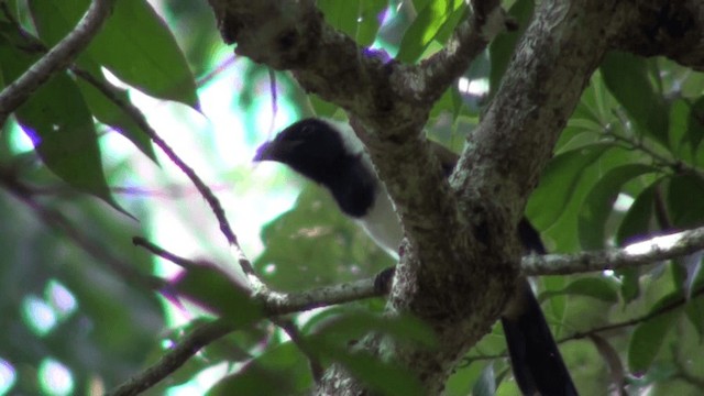 White-bellied Treepie - ML200802341