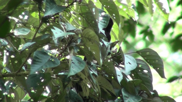 White-bellied Treepie - ML200802351