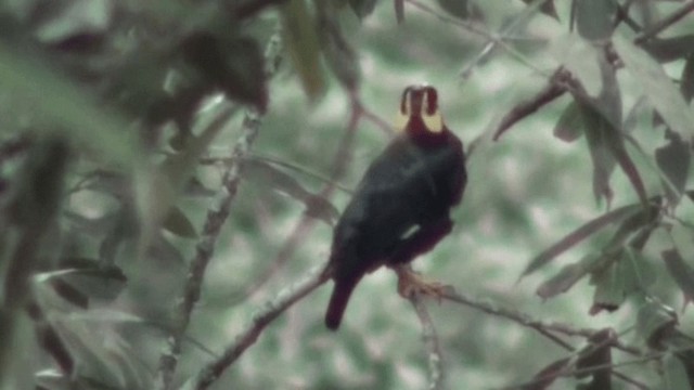 Southern Hill Myna - ML200802791