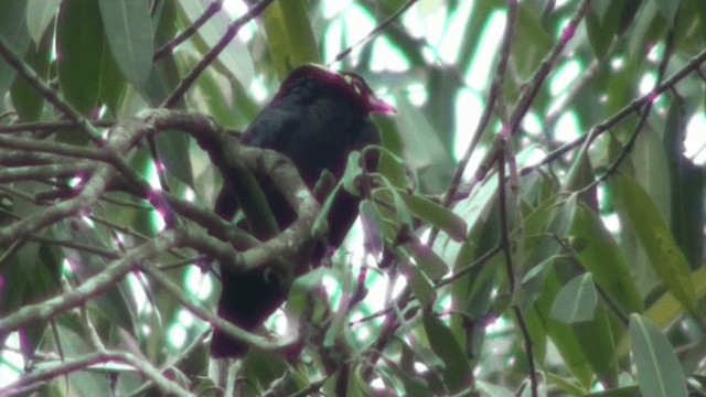 Southern Hill Myna - ML200802801