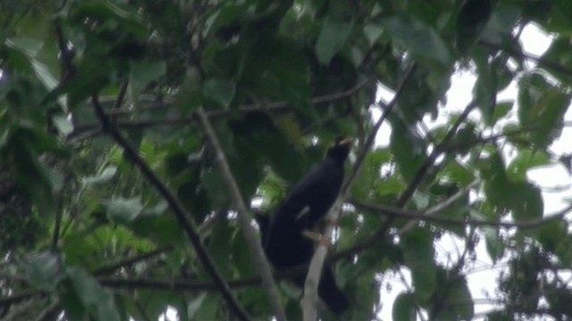 Southern Hill Myna - ML200802831