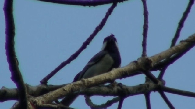 Cinereous Tit - ML200802851