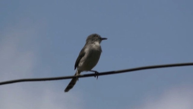 Gray-breasted Prinia - ML200802891