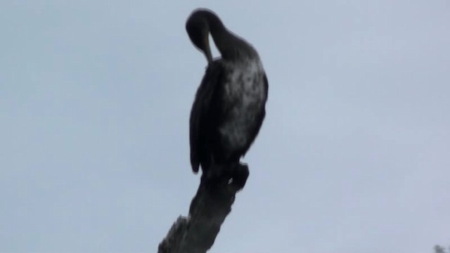 Great Cormorant (Eurasian) - ML200802971