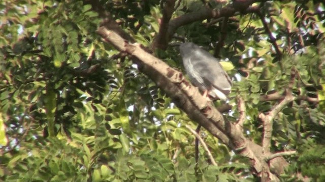 Lizard Buzzard - ML200803531