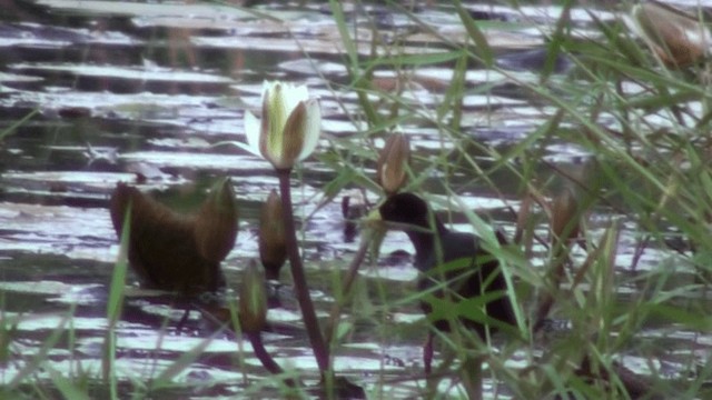 Black Crake - ML200803631