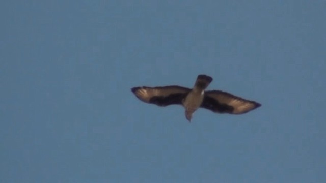 African Hawk-Eagle - ML200803661
