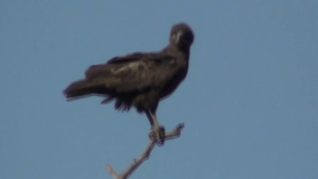 Brown Snake-Eagle - ML200803691