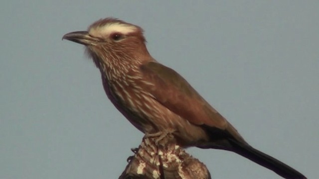 Rufous-crowned Roller - ML200803711