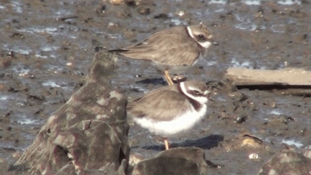 Common Ringed Plover - ML200803761