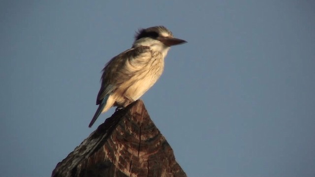 Striped Kingfisher - ML200803771