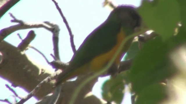 Senegal Parrot - ML200803811