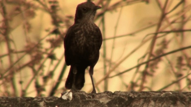 Northern Anteater-Chat - ML200803891