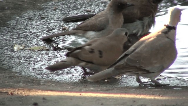 Black-billed Wood-Dove - ML200803951