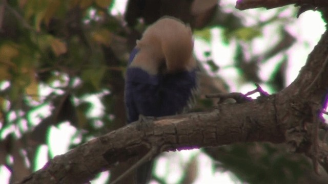 Blue-bellied Roller - ML200803981