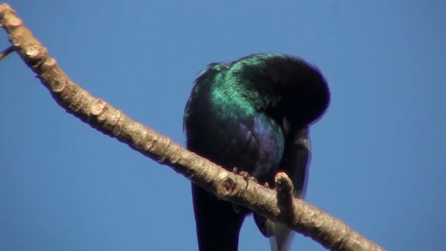 Greater Blue-eared Starling - ML200804031