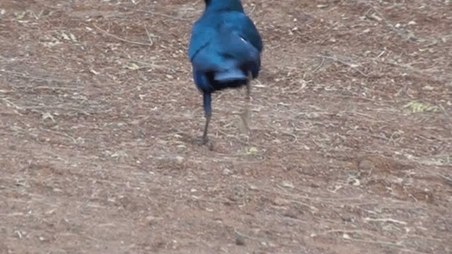 Lesser Blue-eared Starling - ML200804061