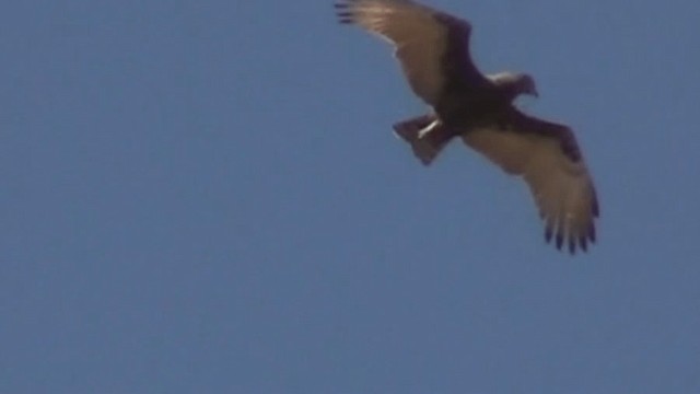 Brown Snake-Eagle - ML200804101