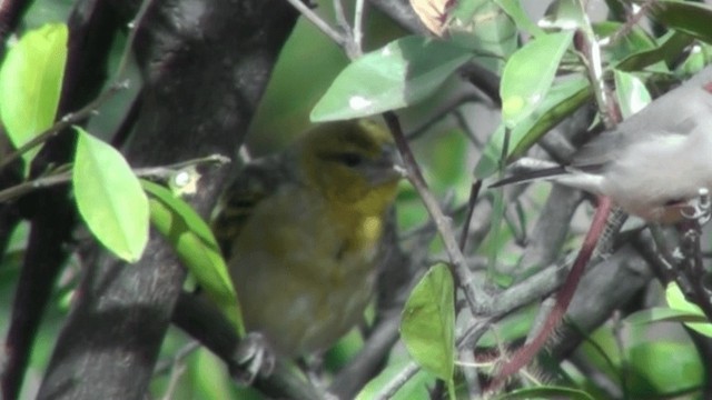 カエデチョウ - ML200804241