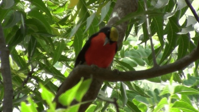 Yellow-crowned Gonolek - ML200804301