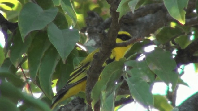 gullpirol - ML200804431