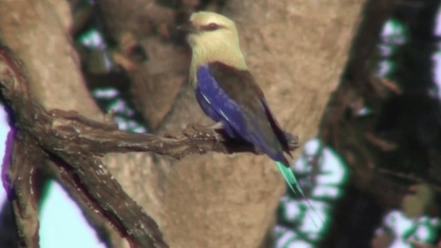 Blue-bellied Roller - ML200804451