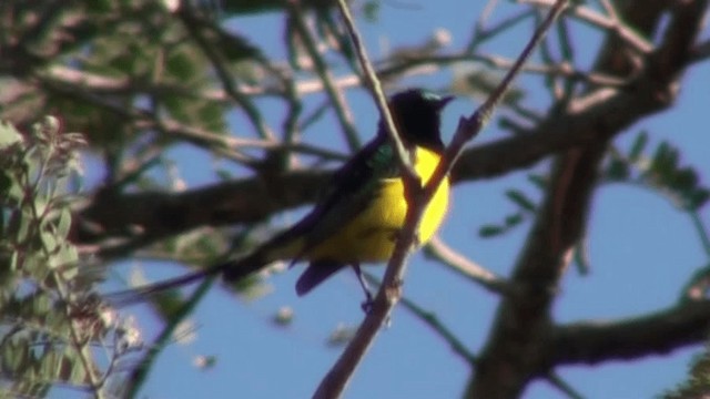 Pygmy Sunbird - ML200804481