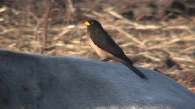 Yellow-billed Oxpecker - ML200804551