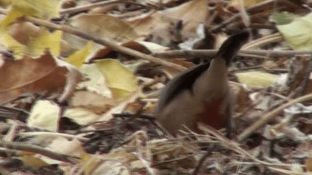 Black-rumped Waxbill - ML200804611