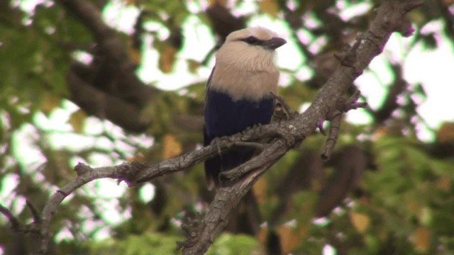 Blue-bellied Roller - ML200804801