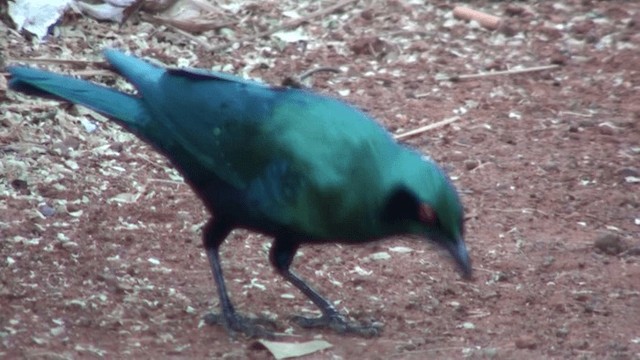 Lesser Blue-eared Starling - ML200804811