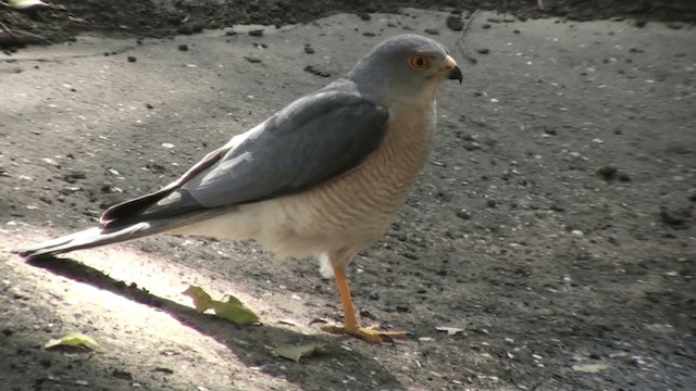 נץ הים הכספי - ML200804831