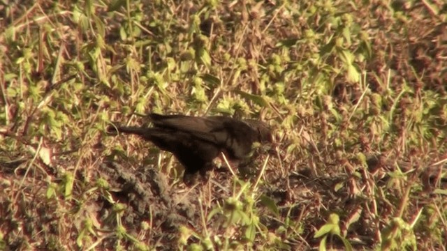 Northern Anteater-Chat - ML200804841