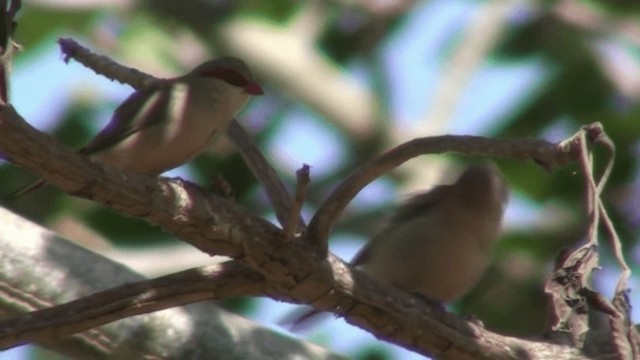 Black-rumped Waxbill - ML200804861