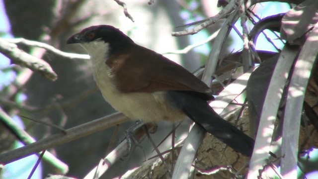 Senegal Coucal - ML200804931