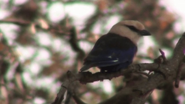 Blue-bellied Roller - ML200805051