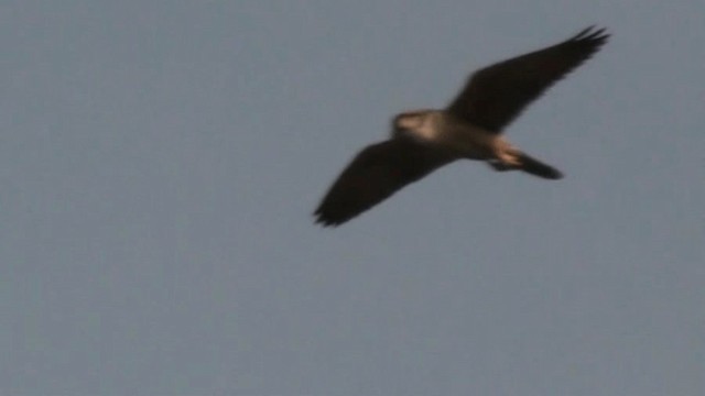 Lanner Falcon - ML200805061