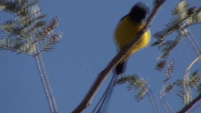 Pygmy Sunbird - ML200805131