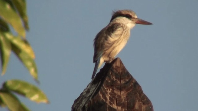 Striped Kingfisher - ML200805141