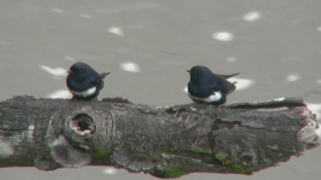 White-banded Swallow - ML200805191